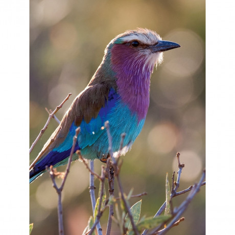 CALVENDO Puzzle CALVENDO Puzzle Gabelracke Пазл CALVENDO Puzzle Fork Roller