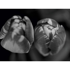 CALVENDO Puzzle CALVENDO Puzzle Nahaufnahme Fruhlingstulpen in schwarzweiss Пазл CALVENDO Puzzle Крупный план весенних тюльпанов в черно-белом цвете