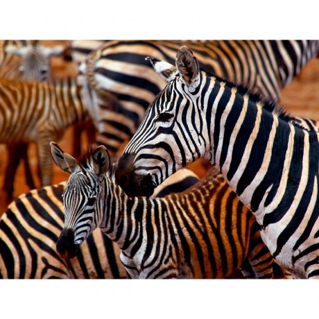 CALVENDO Puzzle CALVENDO Puzzle Zebras im Tsavo Ost Пазл CALVENDO Puzzle Zebras in Tsavo East