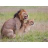 CALVENDO Puzzle CALVENDO Puzzle Lowenkampf  Lowenliebe Пазл CALVENDO Puzzle Lion fight Lion love