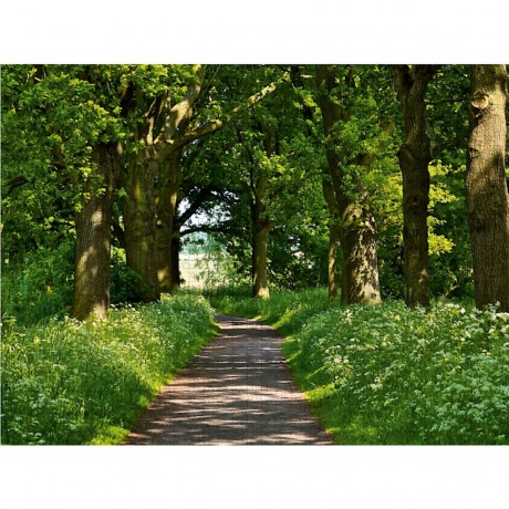 CALVENDO Puzzle CALVENDO Puzzle Unter Baumen Пазл CALVENDO Puzzle Под деревьями