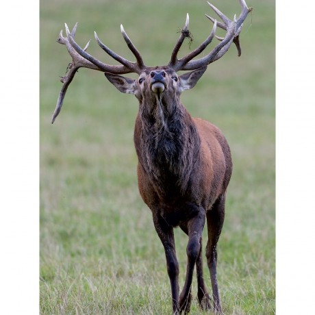 CALVENDO Puzzle CALVENDO Puzzle Fast schon arrogant wirkt der Blick des Platzhirschen. Головоломка CALVENDO Puzzle Взгляд главного пса кажется почти высокомерным.