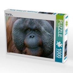 CALVENDO Puzzle CALVENDO Puzzle Orang Utan Пазл CALVENDO Пазл Орангутанг