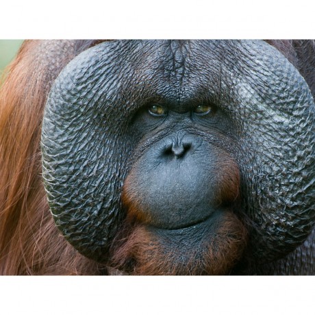 CALVENDO Puzzle CALVENDO Puzzle Orang Utan Пазл CALVENDO Пазл Орангутанг
