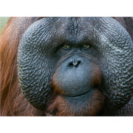 CALVENDO Puzzle CALVENDO Puzzle Orang Utan Пазл CALVENDO Пазл Орангутанг