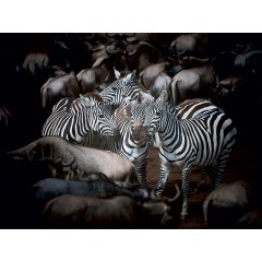 CALVENDO Puzzle CALVENDO Puzzle Emotionale Momente: Die grosse Gnuwanderung Пазл CALVENDO Puzzle Эмоциональные моменты: Великая миграция антилоп гну