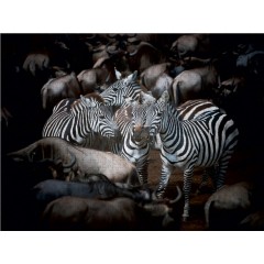 CALVENDO Puzzle CALVENDO Puzzle Emotionale Momente: Die grosse Gnuwanderung Пазл CALVENDO Puzzle Эмоциональные моменты: Великая миграция антилоп гну