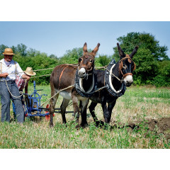 CALVENDO Puzzle CALVENDO Puzzle Feldarbeit mit zwei Eseln Пазл CALVENDO Puzzle Работа в поле с двумя осликами