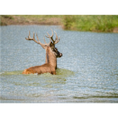 CALVENDO Puzzle CALVENDO Puzzle Emotionale Momente: Hirschbrunft. Part III. Пазл CALVENDO Пазл Эмоциональные моменты: Оленья гонка. Часть 3