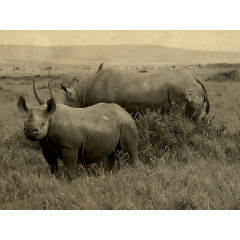 CALVENDO Puzzle CALVENDO Puzzle Masai Mara Nashorner Пазл CALVENDO Пазл Masai Mara Rhino