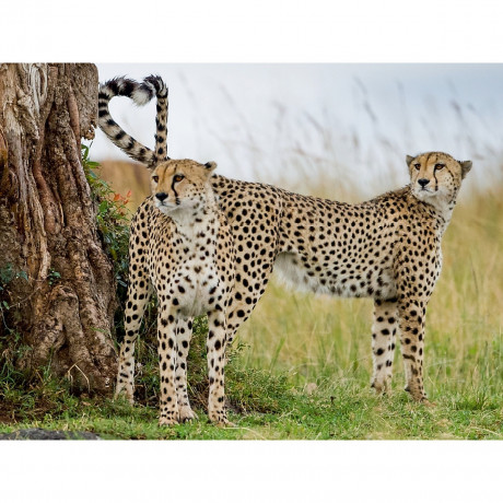 CALVENDO Puzzle CALVENDO Puzzle Geparden Пазл CALVENDO Пазл гепарды