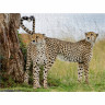 CALVENDO Puzzle CALVENDO Puzzle Geparden Пазл CALVENDO Пазл гепарды