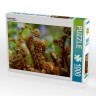 CALVENDO Puzzle CALVENDO Puzzle Farnkringel Пазл CALVENDO Пазл Папоротник круги