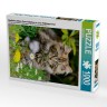 CALVENDO Puzzle CALVENDO Puzzle Niedliches Maine Coon Katzchen in einer Fruhlingswiese Пазл CALVENDO Puzzle Милый котенок мейн-кун на весеннем лугу