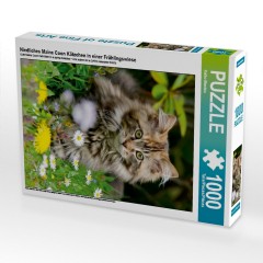 CALVENDO Puzzle CALVENDO Puzzle Niedliches Maine Coon Katzchen in einer Fruhlingswiese Пазл CALVENDO Puzzle Милый котенок мейн-кун на весеннем лугу