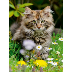 CALVENDO Puzzle CALVENDO Puzzle Niedliches Maine Coon Katzchen in einer Fruhlingswiese Пазл CALVENDO Puzzle Милый котенок мейн-кун на весеннем лугу