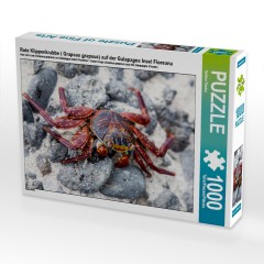 CALVENDO Puzzle CALVENDO Puzzle Rote Klippenkrabbe ( Grapsus grapsus) auf der Galapagos Insel Floreana Пазл CALVENDO Puzzle Красный скальный краб (Grapsus grapsus) на галапагосском острове Флореана