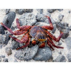CALVENDO Puzzle CALVENDO Puzzle Rote Klippenkrabbe ( Grapsus grapsus) auf der Galapagos Insel Floreana Пазл CALVENDO Puzzle Красный скальный краб (Grapsus grapsus) на галапагосском острове Флореана