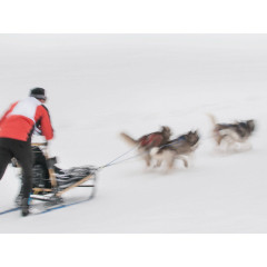 CALVENDO Puzzle CALVENDO Puzzle Emotionale Momente: The Art of Huskys. \/ CH-Version Пазл CALVENDO Пазл Эмоциональные моменты: Искусство хаски. \/ версия CH