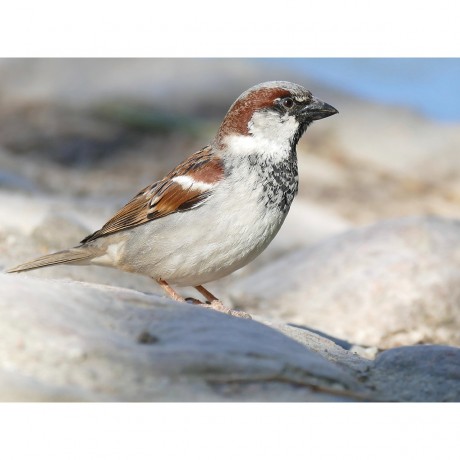 CALVENDO Puzzle CALVENDO Puzzle Spatz Mannchen Пазл CALVENDO Пазл Воробей