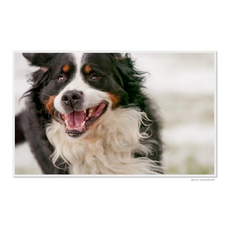 CALVENDO Puzzle CALVENDO Puzzle Emotionale Momente: Der beste Freund des Menschen. \/ CH-Version Пазл CALVENDO Пазл Эмоциональные моменты: Лучший друг человека. \/ версия CH