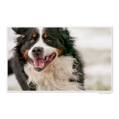 CALVENDO Puzzle CALVENDO Puzzle Emotionale Momente: Der beste Freund des Menschen. \/ CH-Version Пазл CALVENDO Пазл Эмоциональные моменты: Лучший друг человека. \/ версия CH