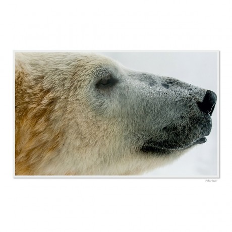 CALVENDO Puzzle CALVENDO Puzzle Emotional Moments: Die Augen der Tiere. UK-Version Пазл CALVENDO Puzzle Emotional Moments: Глаза животных. версия для Великобритании