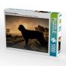 CALVENDO Puzzle CALVENDO Puzzle Briard im Sonnenaufgang Пазл CALVENDO Puzzle Бриар на рассвете