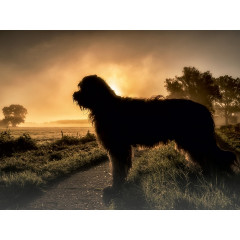 CALVENDO Puzzle CALVENDO Puzzle Briard im Sonnenaufgang Пазл CALVENDO Puzzle Бриар на рассвете