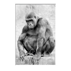 CALVENDO Puzzle CALVENDO Puzzle Emotionale Momente: Gorillas in black  white \/ CH-Version Пазл CALVENDO Puzzle Эмоциональные моменты: гориллы в черно-белом / Швейцарская версия