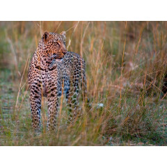 CALVENDO Puzzle CALVENDO Puzzle Leopard im Abendlicht Пазл CALVENDO Puzzle Леопард в вечернем свете
