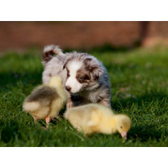 CALVENDO Puzzle CALVENDO Puzzle Alle meine Ganschen Пазл CALVENDO Puzzle Все мои гусята