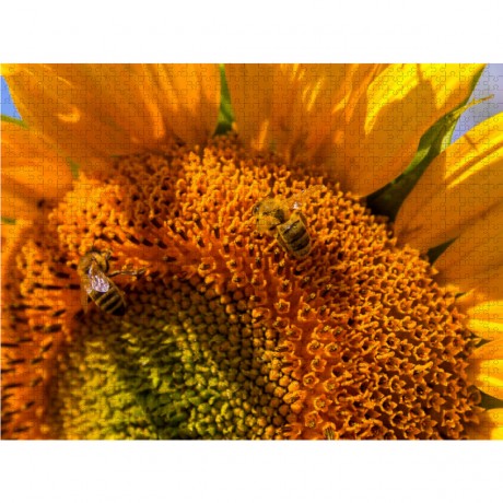 CALVENDO Puzzle CALVENDO Puzzle Sonnenblumen ziehen Bienen an Пазл CALVENDO Puzzle Подсолнухи привлекают пчел