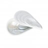 Rosenthal Rosenthal Papes Salz Auster Austerndose Weiss matt - Perlmutt 10x6 cm / h: 3,5 cm Коробка для устриц Rosenthal Papes salt oyster белый матовый - перламутр 10x6 см / высота: 3,5 см
