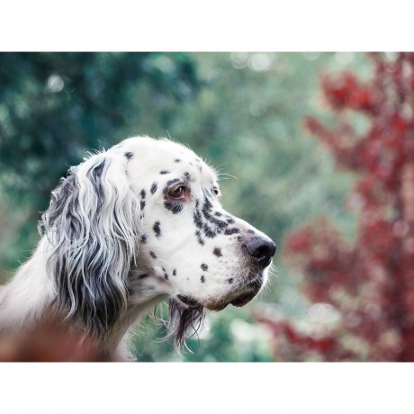 CALVENDO Puzzle CALVENDO Puzzle Bluebelton English Setter Hundin Пазл CALVENDO Puzzle Bluebelton Английский сеттер сука