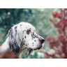 CALVENDO Puzzle CALVENDO Puzzle Bluebelton English Setter Hundin Пазл CALVENDO Puzzle Bluebelton Английский сеттер сука