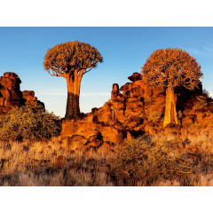 CALVENDO Puzzle CALVENDO Puzzle Kocherbaum im Abendlicht in der Namib Wuste in Namibia Пазл CALVENDO Пазл Кохербаум в вечернем свете в пустыне Намиб в Намибии