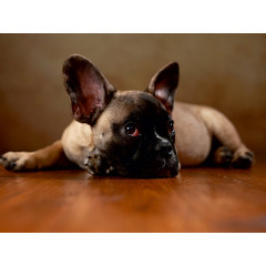 CALVENDO Puzzle CALVENDO Puzzle Rocky Пазл CALVENDO Puzzle Рокки