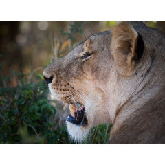 CALVENDO Puzzle CALVENDO Puzzle Emotionale Momente: Lowengesichter Пазл CALVENDO Puzzle Эмоциональные моменты: львиные морды