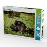 CALVENDO Puzzle CALVENDO Puzzle Hippo in den Sumpf Пазл CALVENDO Пазл Бегемот на болоте