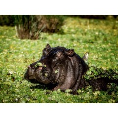 CALVENDO Puzzle CALVENDO Puzzle Hippo in den Sumpf Пазл CALVENDO Пазл Бегемот на болоте