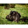 CALVENDO Puzzle CALVENDO Puzzle Hippo in den Sumpf Пазл CALVENDO Пазл Бегемот на болоте