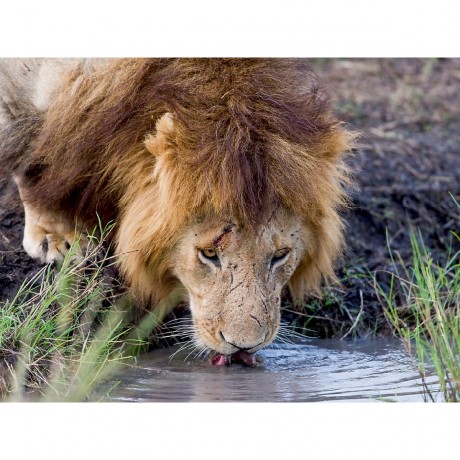 CALVENDO Puzzle CALVENDO Puzzle Emotionale Momente: Lowengesichter Пазл CALVENDO Puzzle Эмоциональные моменты: львиные морды