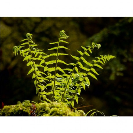 CALVENDO Puzzle CALVENDO Puzzle Lichthungrig Пазл CALVENDO Puzzle Hungry for light