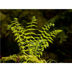 CALVENDO Puzzle CALVENDO Puzzle Lichthungrig Пазл CALVENDO Puzzle Hungry for light