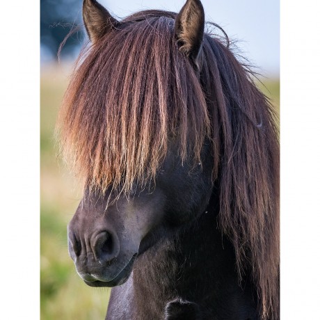 CALVENDO Puzzle CALVENDO Puzzle Sommerhaarschnitt Пазл CALVENDO Пазл Летняя стрижка