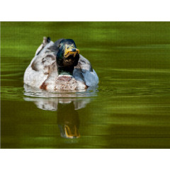 CALVENDO Puzzle CALVENDO Puzzle Emotionale Momente: Die Stockente. Пазл CALVENDO Пазл Эмоциональные моменты: кряква.