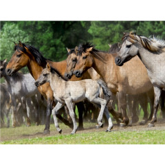 CALVENDO Puzzle CALVENDO Puzzle Dulmener Wildpferde Herde mit Fohlen im Trab Пазл CALVENDO Puzzle Dulmen стадо диких лошадей с жеребятами
