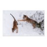 CALVENDO Puzzle CALVENDO Puzzle Emotionale Momente: Tiger Пазл CALVENDO Puzzle Эмоциональные моменты: тигр