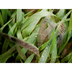 CALVENDO Puzzle CALVENDO Puzzle Emotionale Momente: African Dreams Пазл CALVENDO Puzzle Emotional Moments: African Dreams